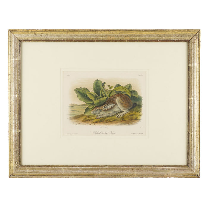Black-tailed Hare from the “Quadrupeds of North America" by James Audubon (1849)