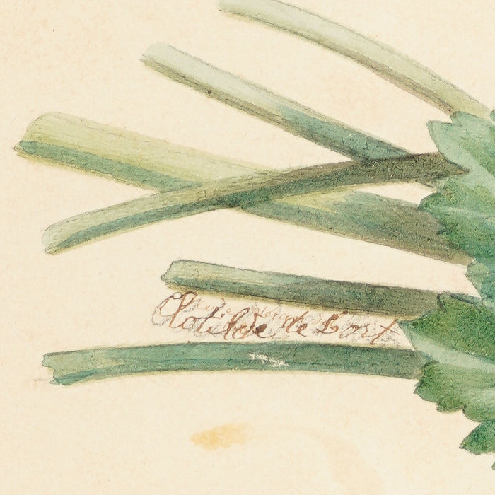 Pair of French botanical watercolors in period frames by Clotilde de Bost (c. 1815)