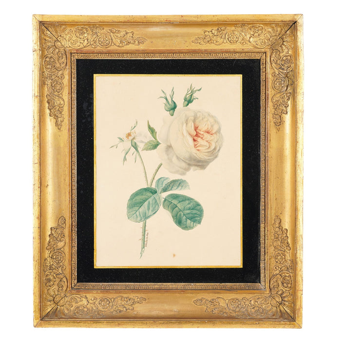 Pair of French botanical watercolors in period frames by Clotilde de Bost (c. 1815)