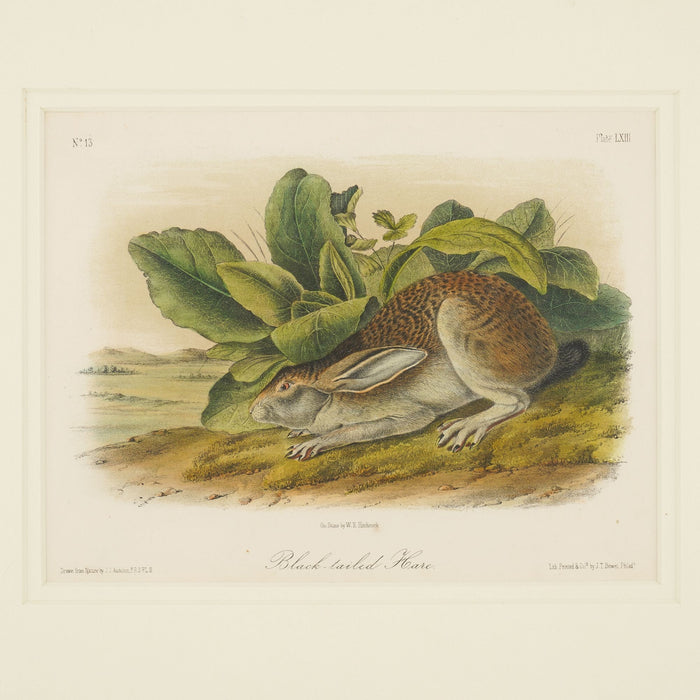 Black-tailed Hare from the “Quadrupeds of North America" by James Audubon (1849)