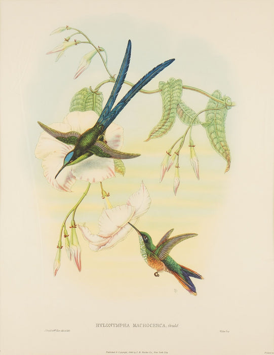 Hylonympha Macrocerca (Scissor-Tailed Hummingbird) by John Gould (1946)