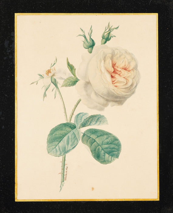 Pair of French botanical watercolors in period frames by Clotilde de Bost (c. 1815)