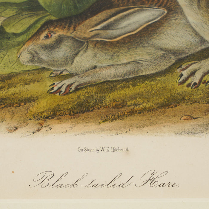 Black-tailed Hare from the “Quadrupeds of North America" by James Audubon (1849)
