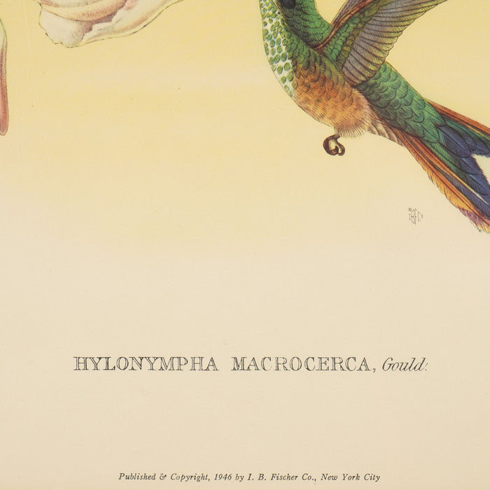 Hylonympha Macrocerca (Scissor-Tailed Hummingbird) by John Gould (1946)