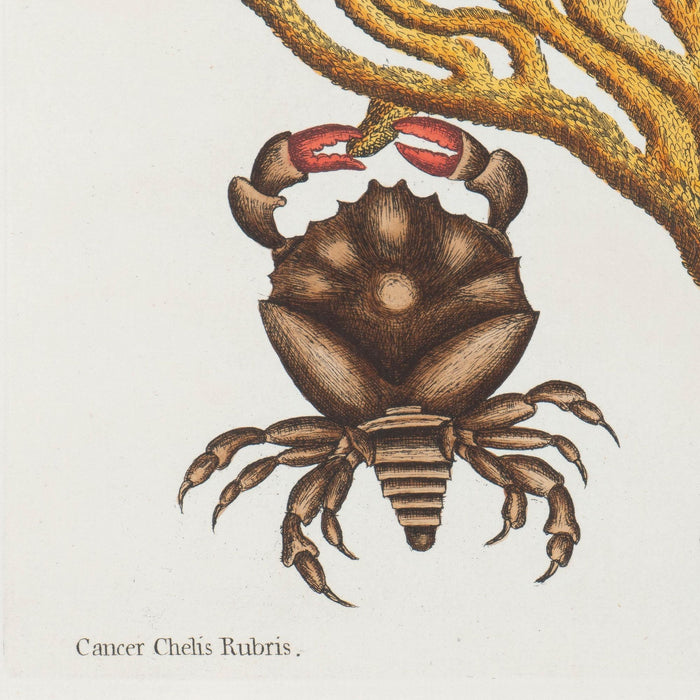 Cancer Chelis Rubis & Titanokeratophyton by Mark Catesby (1731)