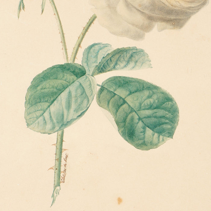 Pair of French botanical watercolors in period frames by Clotilde de Bost (c. 1815)