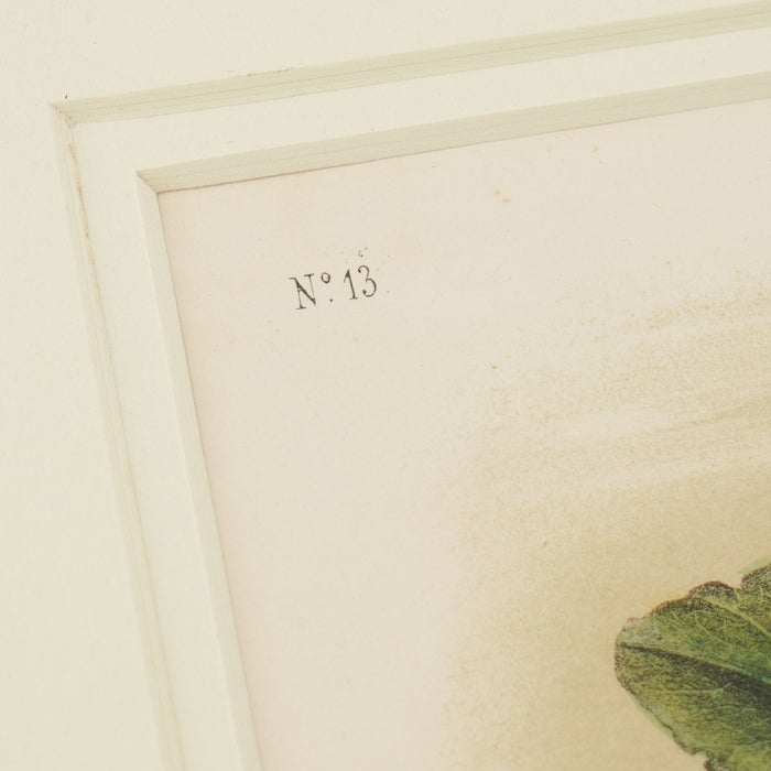 Black-tailed Hare from the “Quadrupeds of North America" by James Audubon (1849)