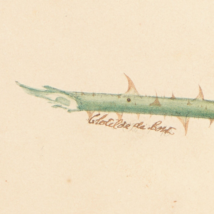 Pair of French botanical watercolors in period frames by Clotilde de Bost (c. 1815)