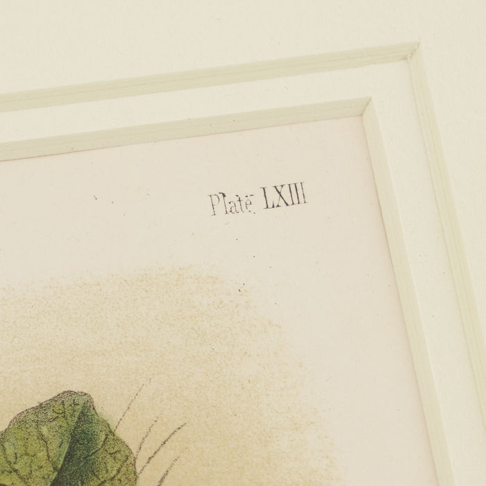Black-tailed Hare from the “Quadrupeds of North America" by James Audubon (1849)