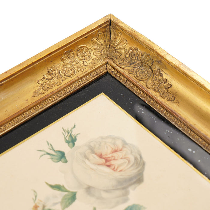 Pair of French botanical watercolors in period frames by Clotilde de Bost (c. 1815)