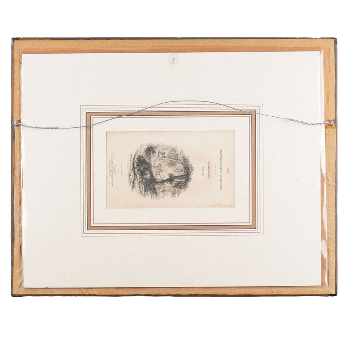 The American Bison by Sir William Jardine (1843)
