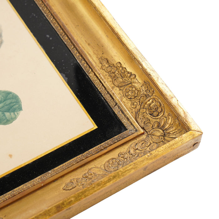 Pair of French botanical watercolors in period frames by Clotilde de Bost (c. 1815)