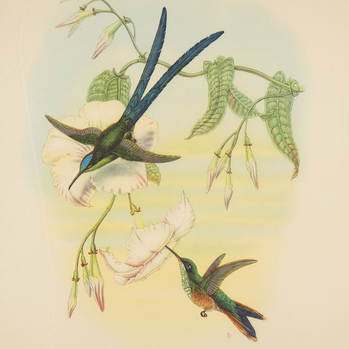 Hylonympha Macrocerca (Scissor-Tailed Hummingbird) by John Gould (1946)