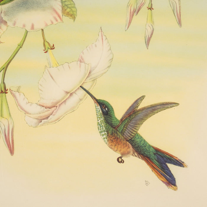 Hylonympha Macrocerca (Scissor-Tailed Hummingbird) by John Gould (1946)