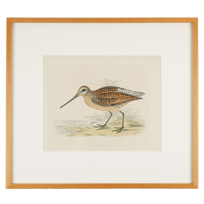 Pair of hand colored ornithological lithographs by Beverley R. Morris (1865)
