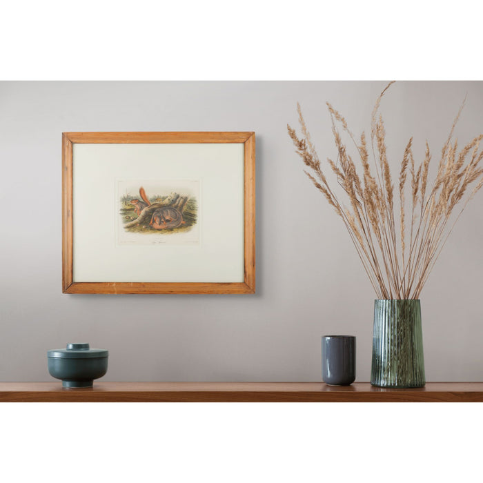 Jay's Squirrel from the “Quadrupeds of North America" by James Audubon (1848)