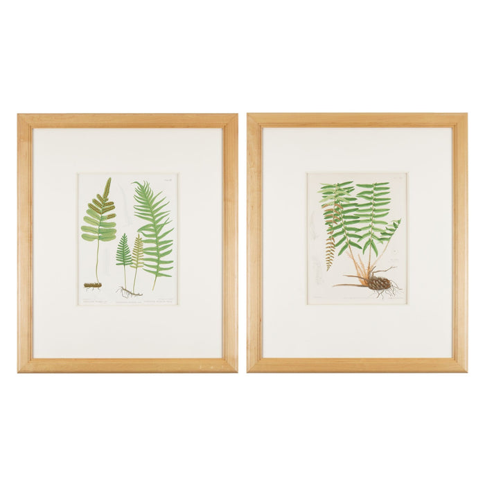 Framed pair of prints from “The Ferns of North America" by Daniel Cady Eaton (1879)