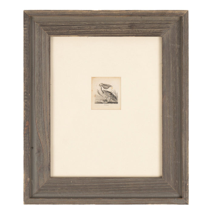 Diminutive English ornithological engraving of a pelican by Alfred Mills (1810)