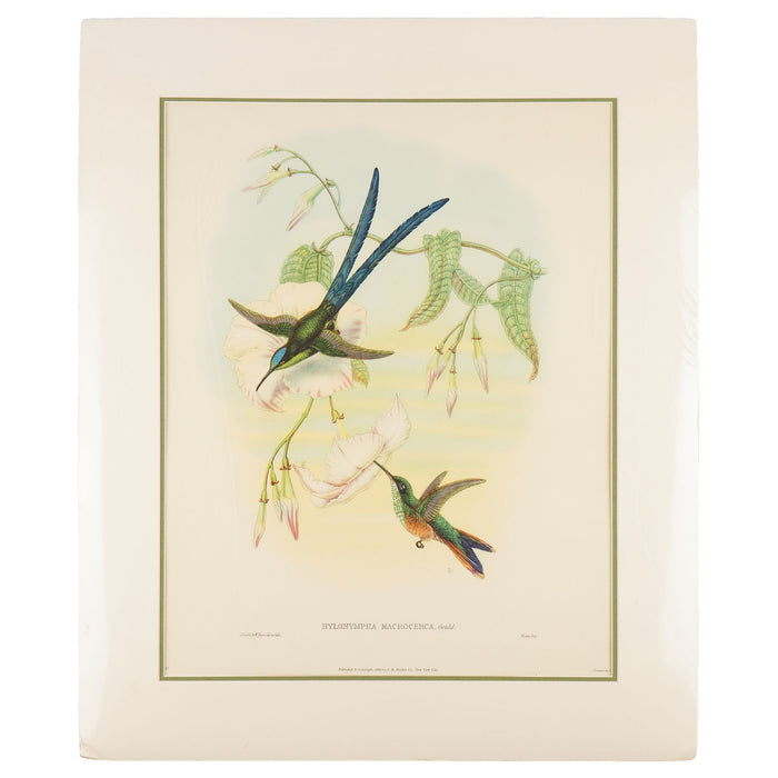 Hylonympha Macrocerca (Scissor-Tailed Hummingbird) by John Gould (1946)
