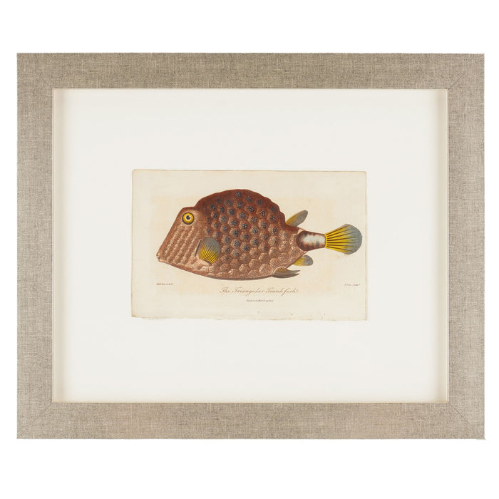 The Triangular Trunk Fish by Sir Charles Linnaeus & Ebenezer Sibley (1806)