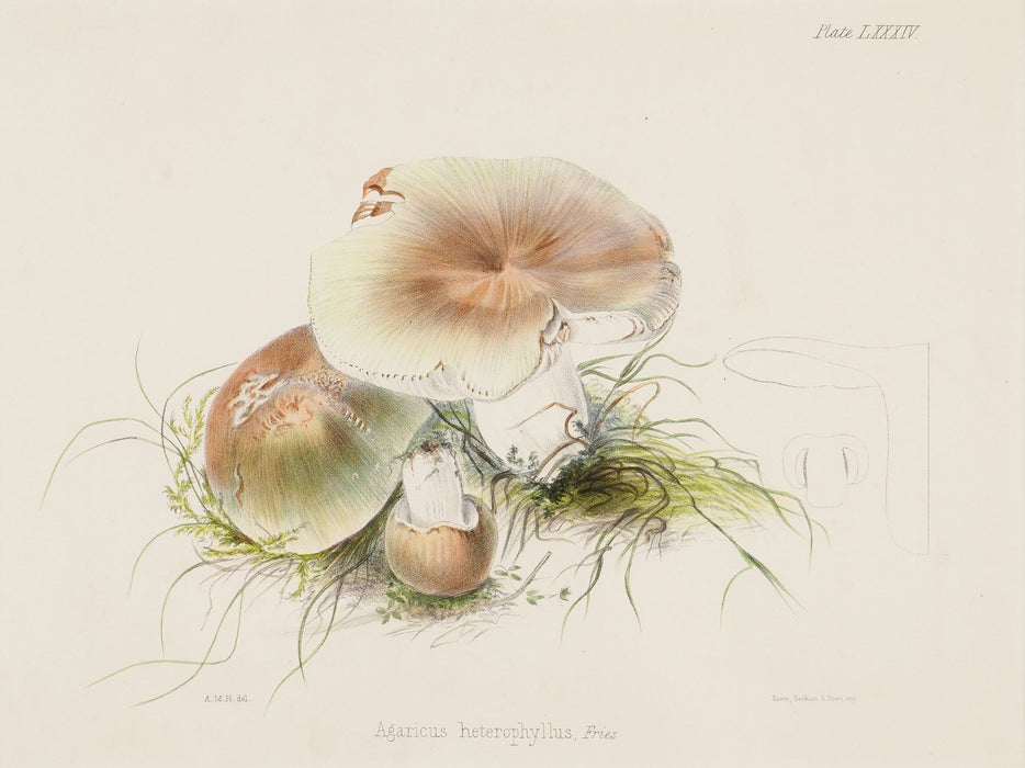 Pair of colored prints of mushrooms by Anna Maria Hussey (1847)