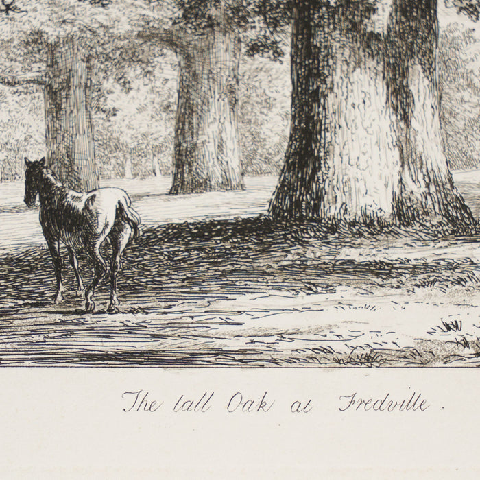 Pair of engravings of trees from "Sylva Britannica" by Jacob George Strutt (1826)