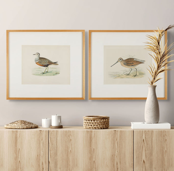 Pair of hand colored ornithological lithographs by Beverley R. Morris (1865)