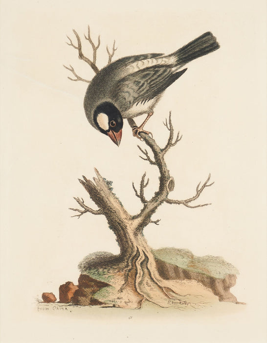 The Cock Padda or Rice-Bird by George Edwards (1743-1751)