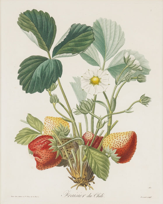Stippled engraving of a botanical specimen strawberry plant by Pierre-Joseph Redouté (1810)