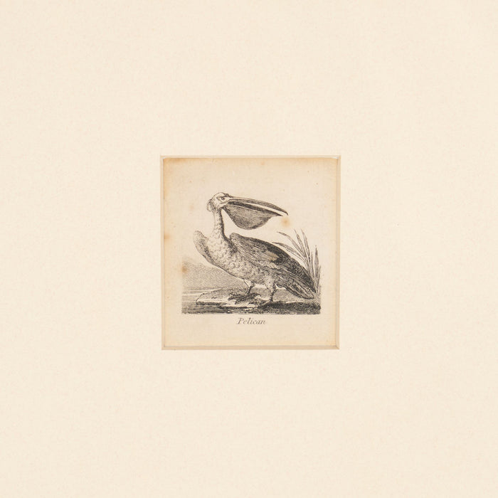 Diminutive English ornithological engraving of a pelican by Alfred Mills (1810)