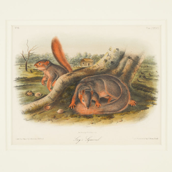 Jay's Squirrel from the “Quadrupeds of North America" by James Audubon (1848)