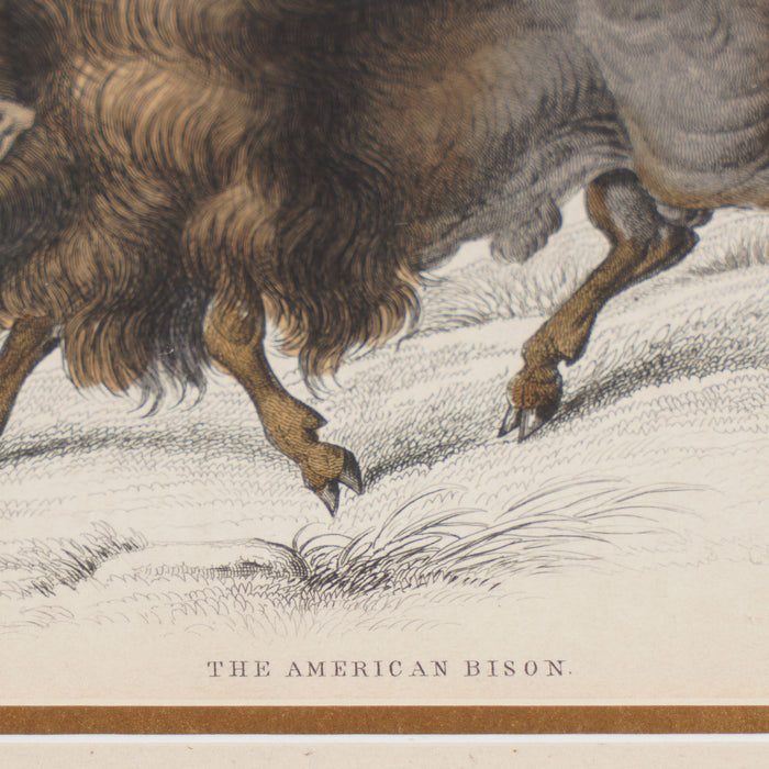 The American Bison by Sir William Jardine (1843)