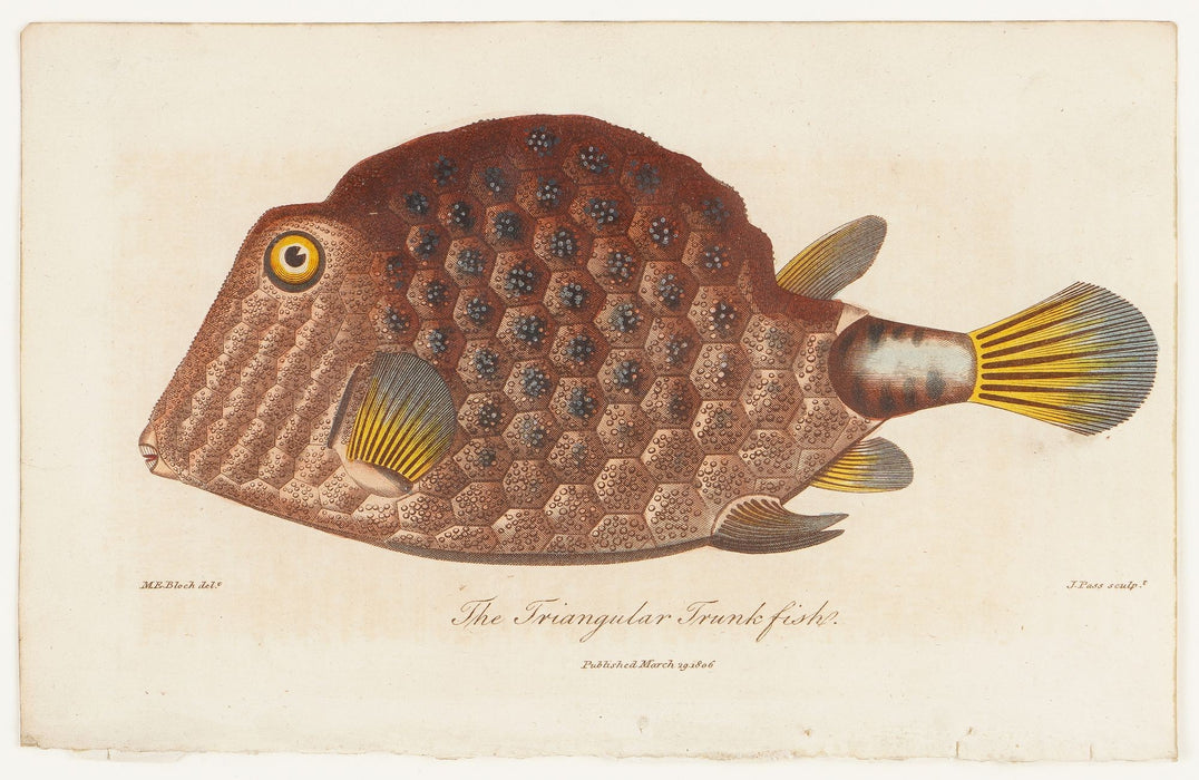 The Triangular Trunk Fish by Sir Charles Linnaeus & Ebenezer Sibley (1806)