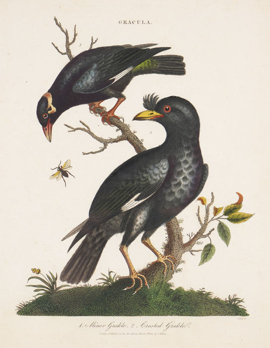 The Minor & Crested Grackle from "Encyclopaedia londinensis" by John Wilkes (1796-1828)