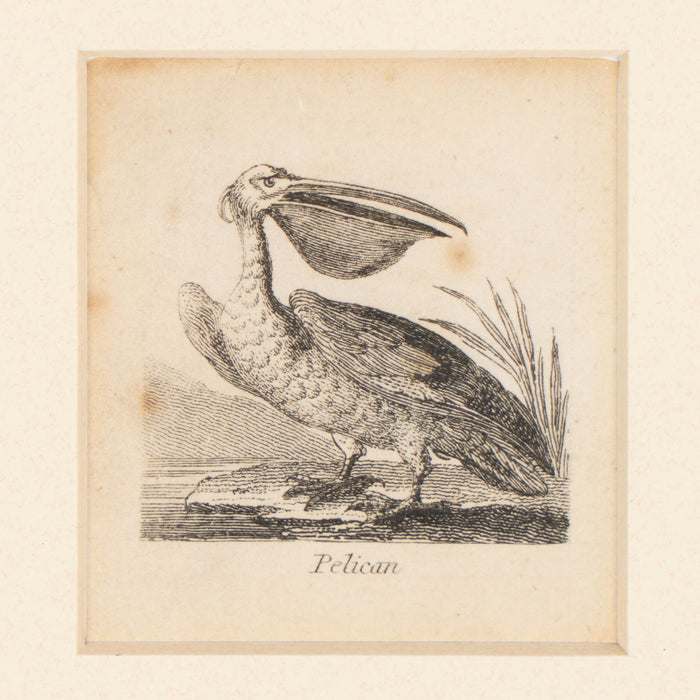 Diminutive English ornithological engraving of a pelican by Alfred Mills (1810)