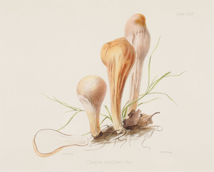 Pair of colored prints of mushrooms by Anna Maria Hussey (1847)