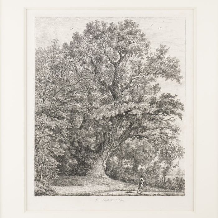 Pair of engravings of trees from "Sylva Britannica" by Jacob George Strutt (1826)
