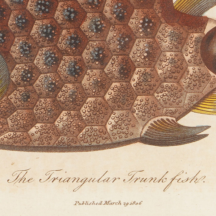 The Triangular Trunk Fish by Sir Charles Linnaeus & Ebenezer Sibley (1806)