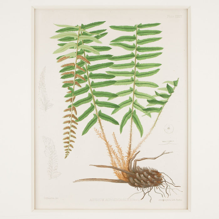 Framed pair of prints from “The Ferns of North America" by Daniel Cady Eaton (1879)