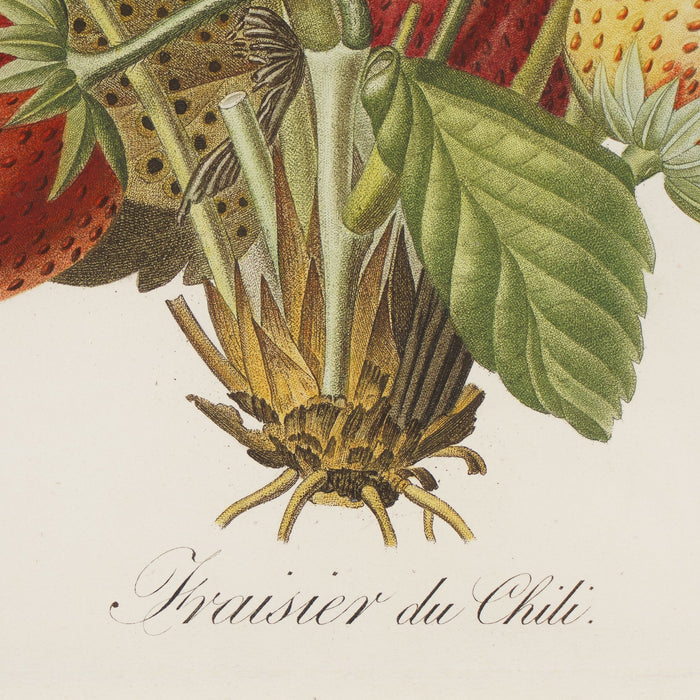 Stippled engraving of a botanical specimen strawberry plant by Pierre-Joseph Redouté (1810)