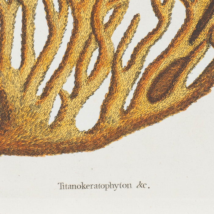 Cancer Chelis Rubis & Titanokeratophyton by Mark Catesby (1731)