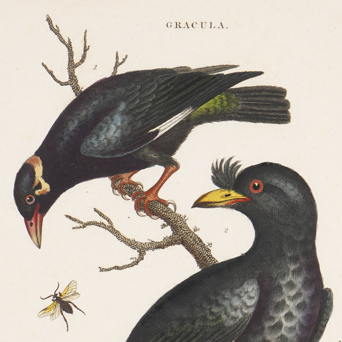 The Minor & Crested Grackle from "Encyclopaedia londinensis" by John Wilkes (1796-1828)