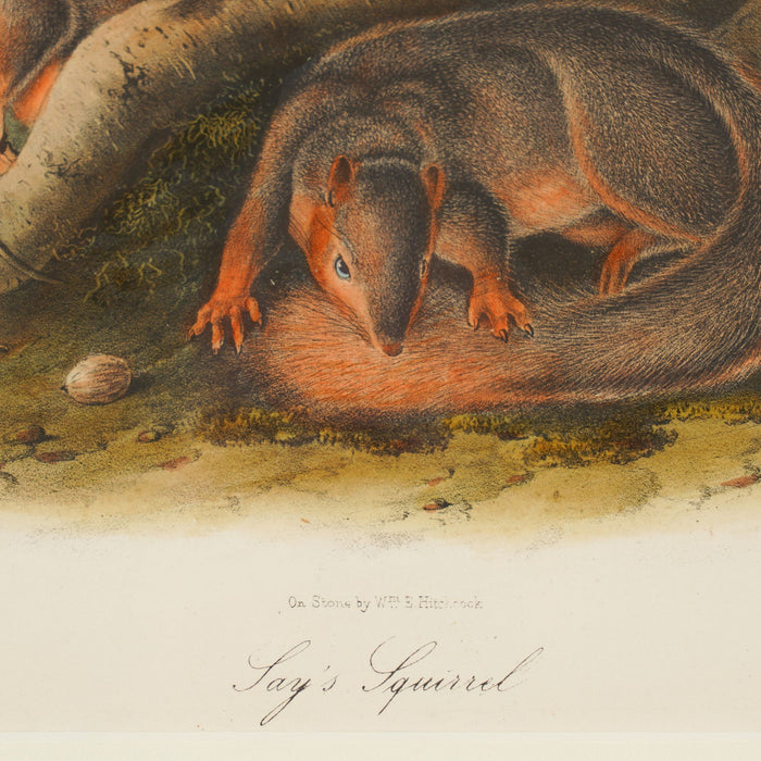 Jay's Squirrel from the “Quadrupeds of North America" by James Audubon (1848)