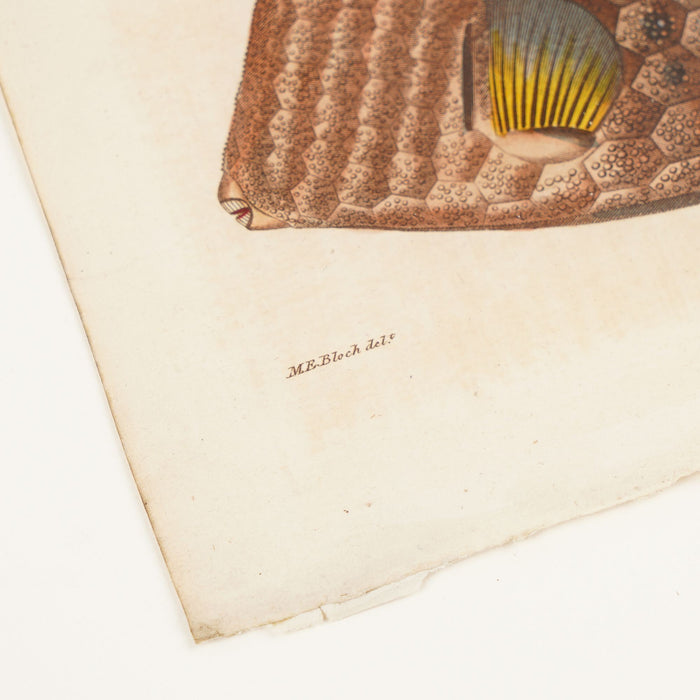 The Triangular Trunk Fish by Sir Charles Linnaeus & Ebenezer Sibley (1806)