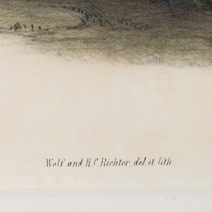 Phasianus Versicolor, Vieill by John Gould (1850-83)