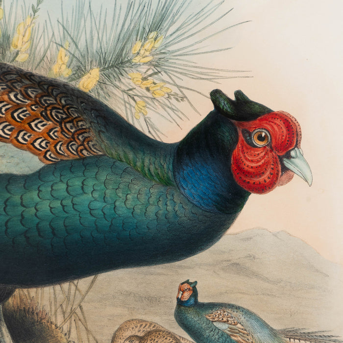 Phasianus Versicolor, Vieill by John Gould (1850-83)