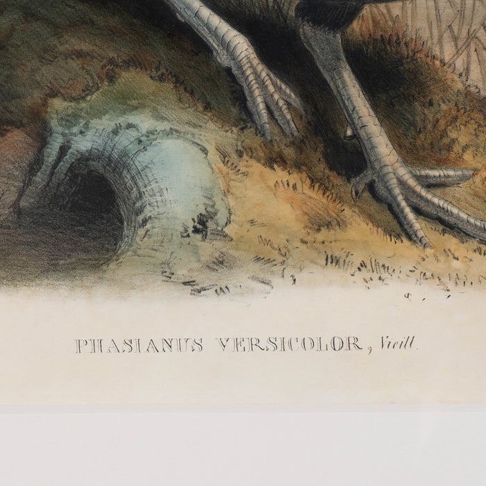 Phasianus Versicolor, Vieill by John Gould (1850-83)